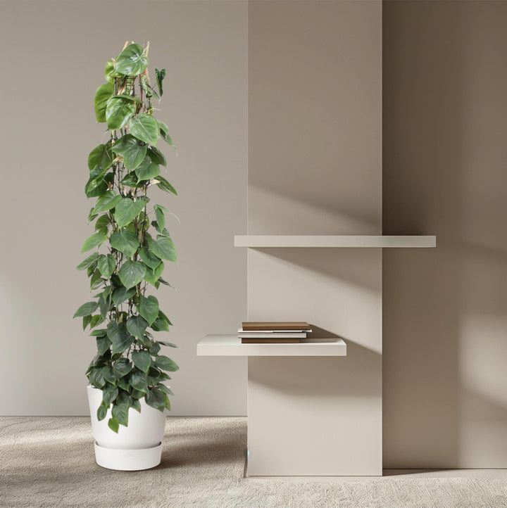 Philodendron Green Wonder houseplant with heart-shaped green leaves, 160cm tall, by Everspring