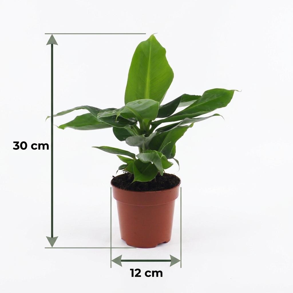 Musa Oriental Dwarf - Oriental Dwarf Banana - 4 Plants - Pot 12cm - Hoogte - 30cm