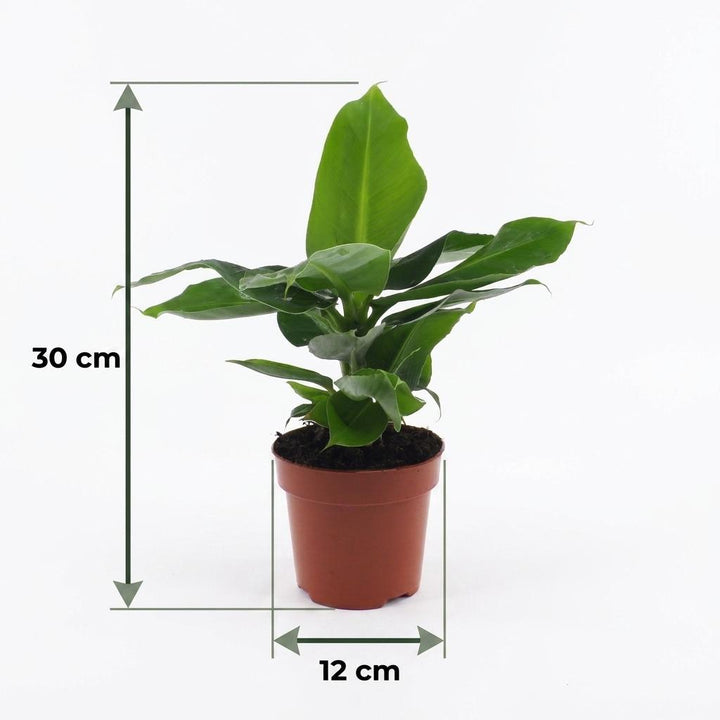 Musa Oriental Dwarf - Oriental Dwarf Banana - 4 Plants - Pot 12cm - Hoogte - 30cm