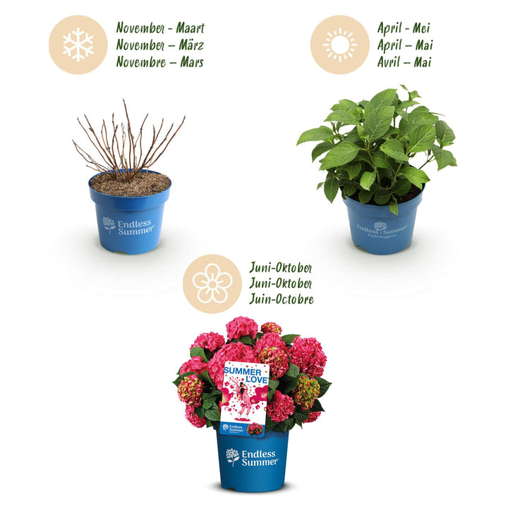 8 Hydrangea macrophylla Endless Summer Summer Love Red plants in 14cm pots - view 4