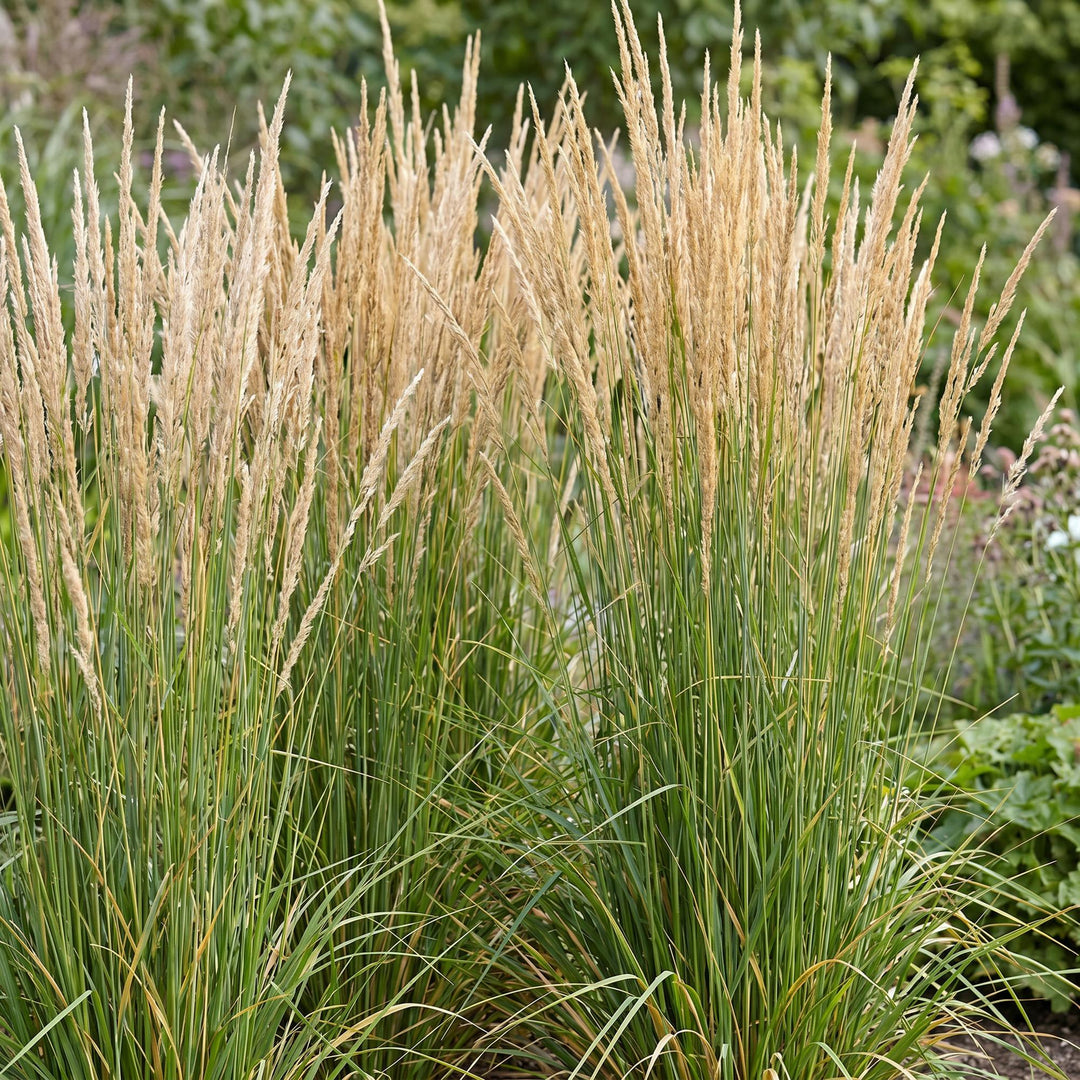 24x Calamagrostis Karl Foerster feather reed grass in 11cm pots - view 5