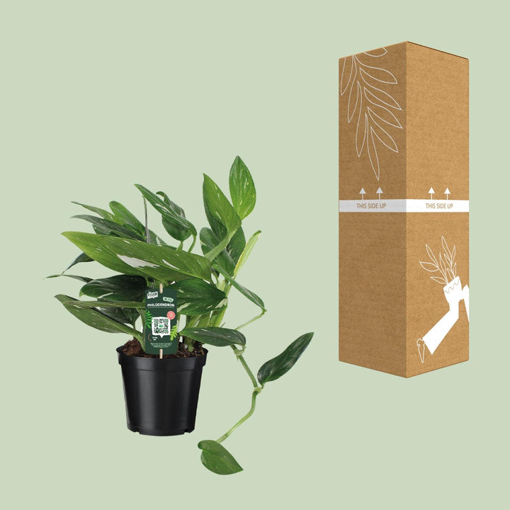 Philodendron Plant 50cm - Air Purifying Houseplant 17cm Pot