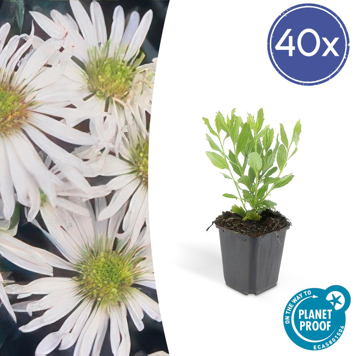 40x Aster ageratoides 'Ashvi' White - Hardy Perennial - Ø9cm