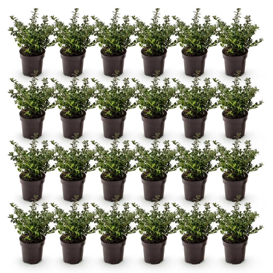 24 Ilex crenata Stokes Japanese holly plants in 9cm pots - view 3