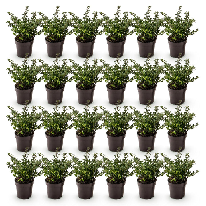 24 Ilex crenata Stokes Japanese holly plants in 9cm pots - view 3