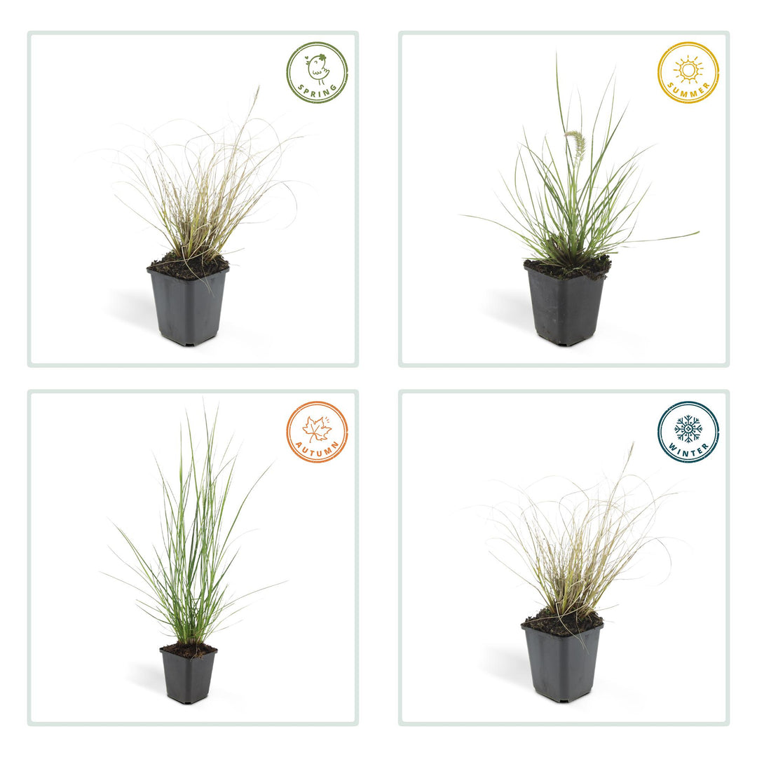 48x Dwarf Fountain Grass Hameln - Compact Ornamental Grass 10-25cm