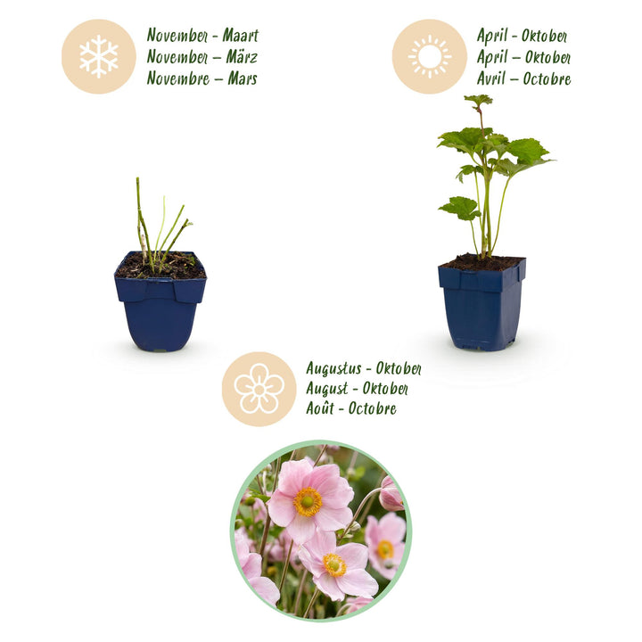 Plante vivace - Anemone hybr. Kön. Charlotte - Anémone d'automne - Ombre - Rose - 24 Plantes - Pot 11cm - Hauteur 15-25cm