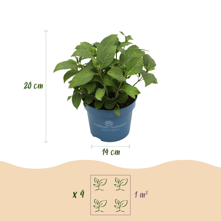 8 Hydrangea macrophylla Endless Summer The Bride plants in 14cm pots - view 3