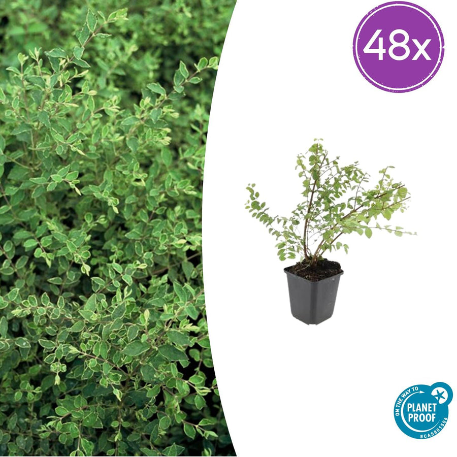 48x Symphoricarpos ch. 'Hancock' shrubs in 9cm pots, 10-25cm tall, lush green foliage, Everspring brand.
