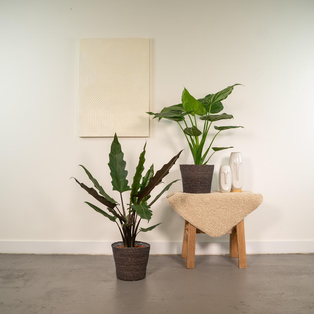Alocasia Cucullata + Lauterbachiana Bundle - 19cm Pots Indoor Plants