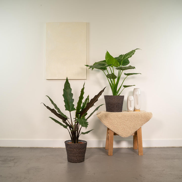 Alocasia Cucullata + Lauterbachiana Bundle - 19cm Pots Indoor Plants