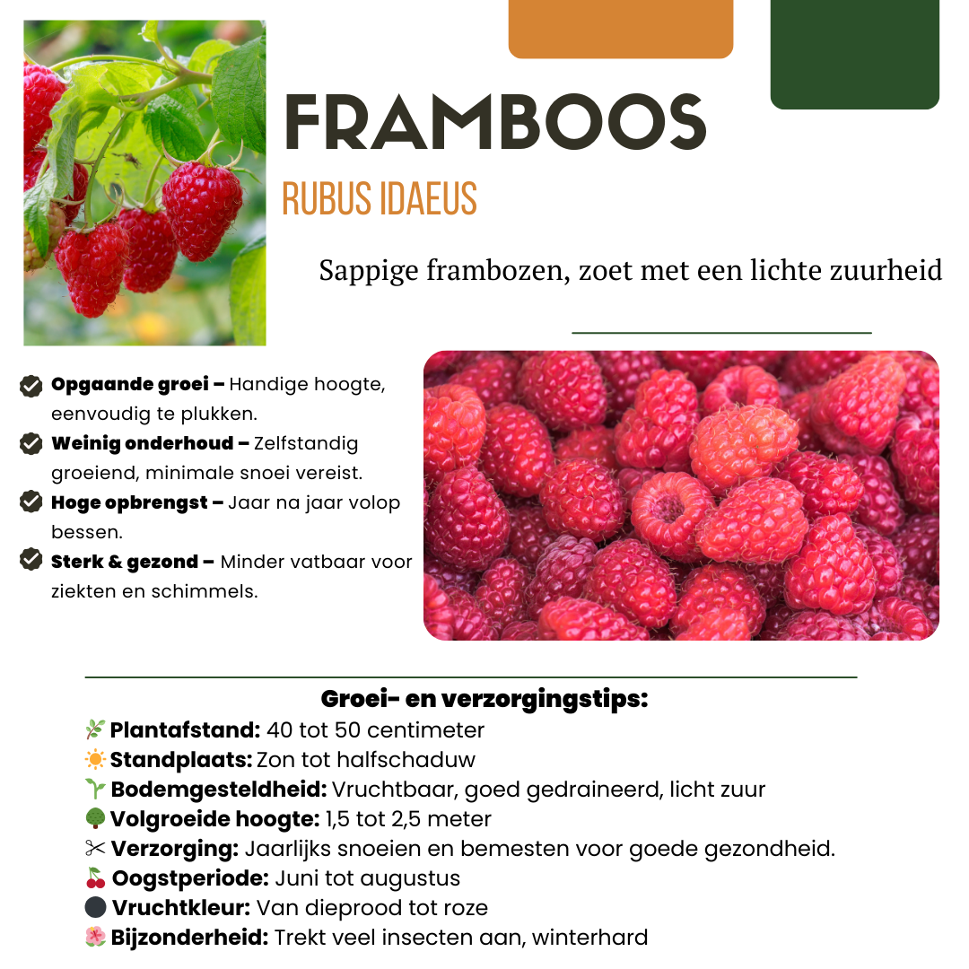 3 organic raspberry plants in 13 cm pots, 20 cm tall, by Everspring, featuring lush green leaves and ripe red berries.