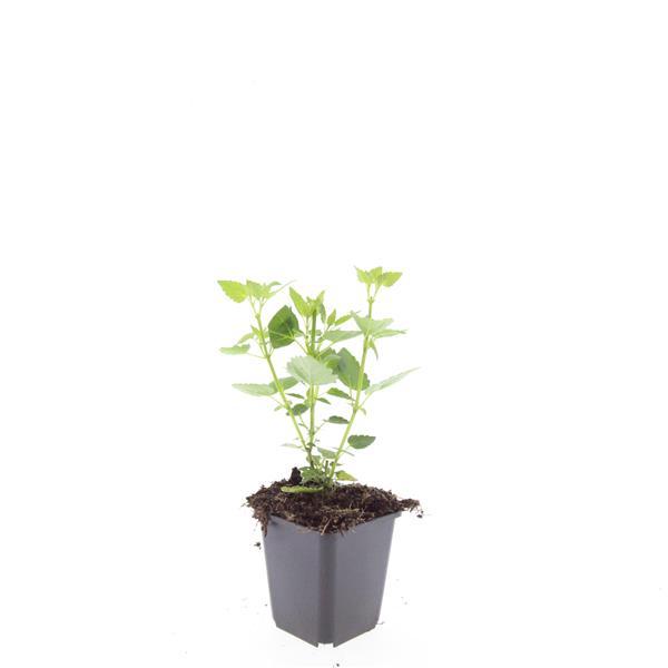 24x Agastache Blue Fortune Planten - Lavendelblauwe Perennial - Ø9cm Potten