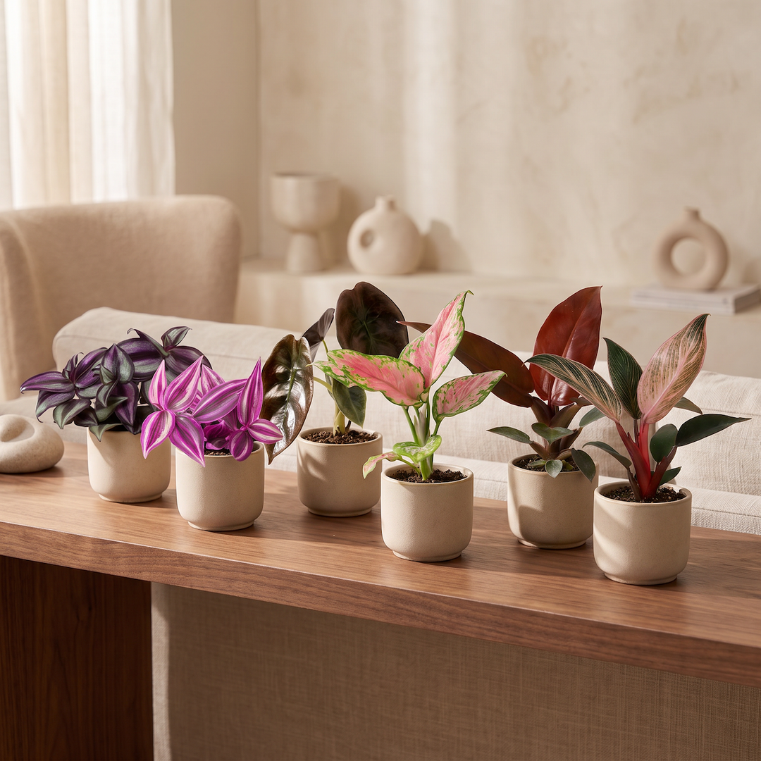 Baby Paradise Mix tropical houseplants, pack of 6, image 3