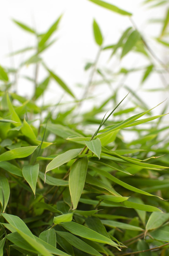 Fargesia Moontears Bamboo - Boxwood Alternative Hedge Plant