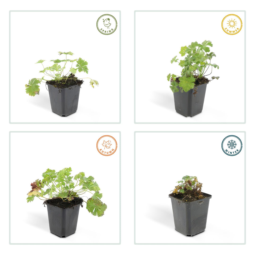 Geranium Biokovo Groundcover Plants - Pink White Flowers 9cm Pots