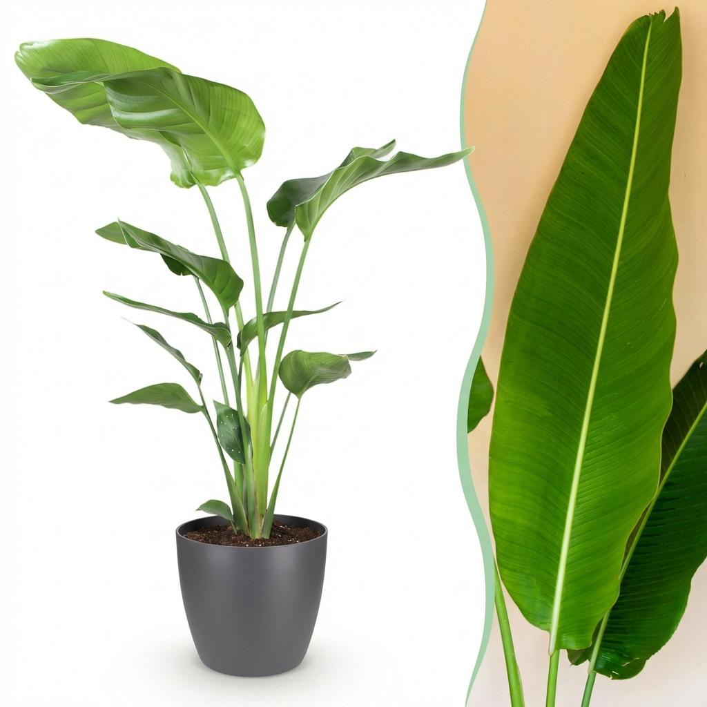 Strelitzia nicolai with large paddle-shaped leaves in a matte grey decorative pot