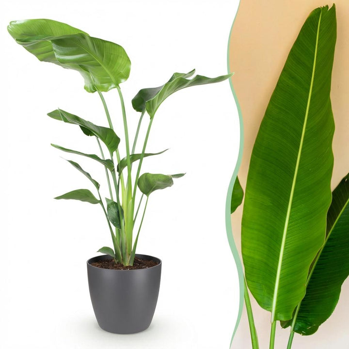 Strelitzia nicolai with large paddle-shaped leaves in a matte grey decorative pot