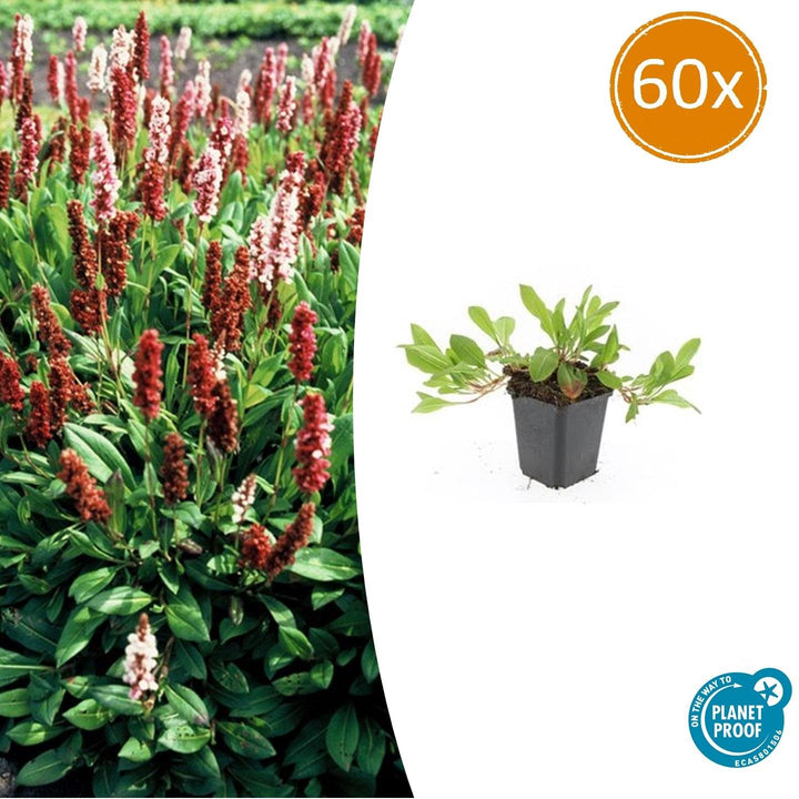 60x Persicaria 'Darjeeling Red' - Red-Pink Foliage - 9cm Pots
