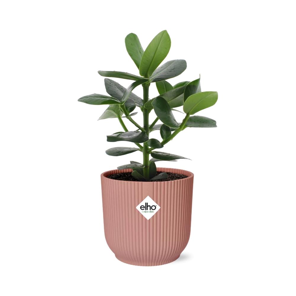 Clusia Princess (Clusia rosea 'Princess') in a pink ELHO Vibes pot, view 2