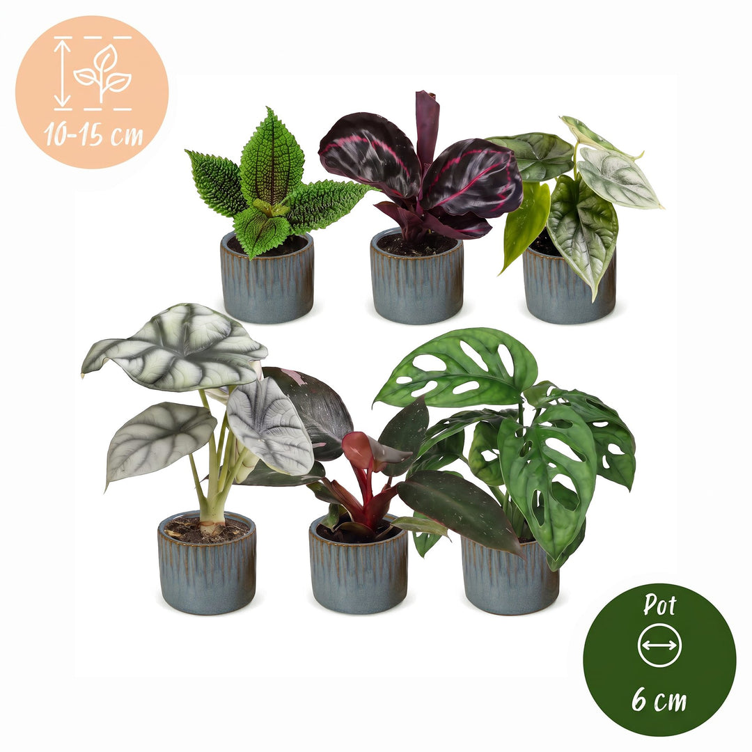 Baby Jungle Mix tropical houseplants, pack of 6, image 5