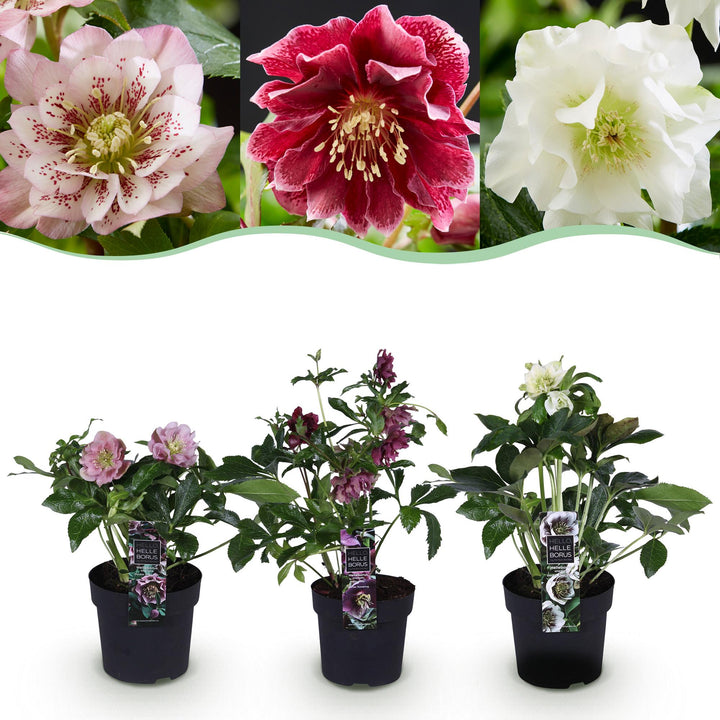 3x Helleborus orientalis 'Double Ellen' mixed colours Lenten Rose in 14cm pots