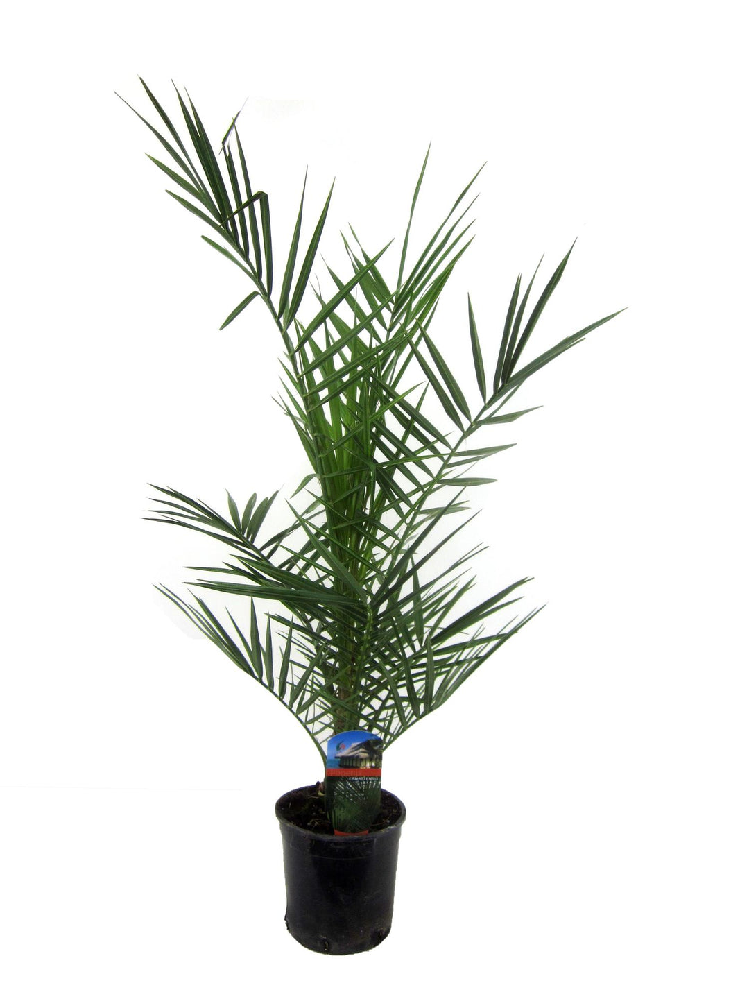 Green Phoenix Canariensis Canary Island Date Palm in a decorative pot, 80cm tall, by Everspring, suitable for indoor and out