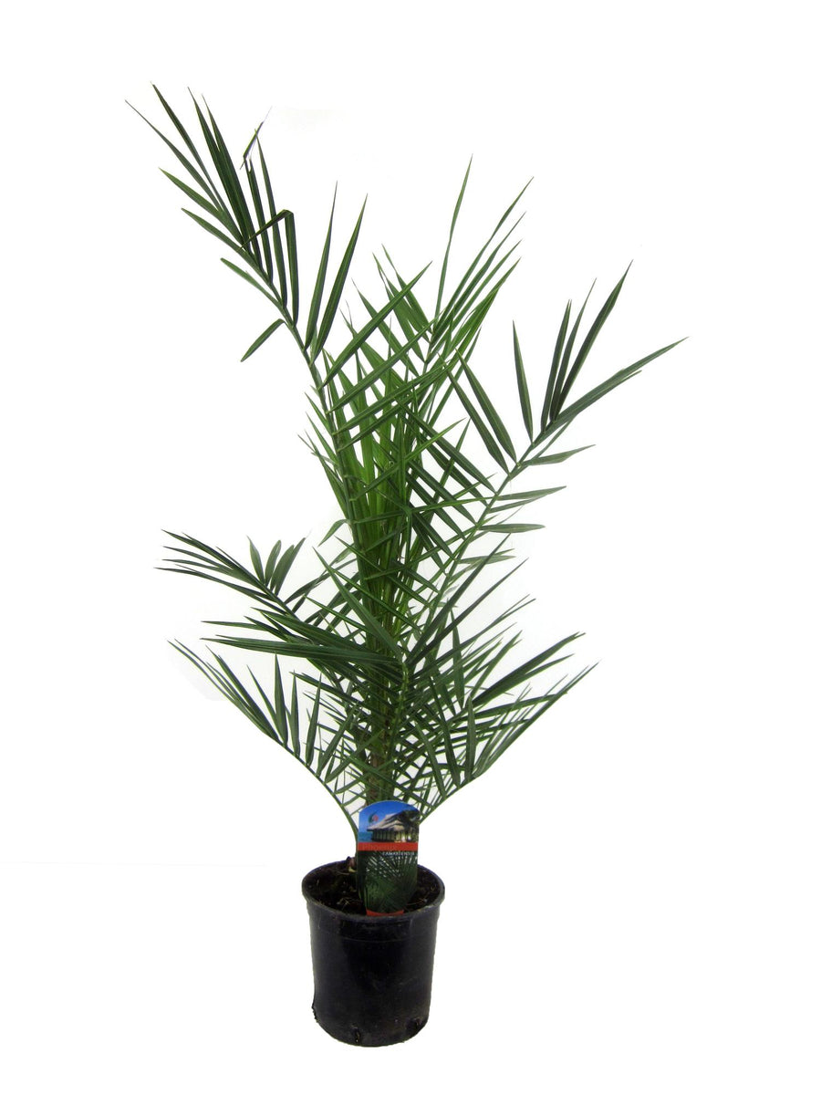 Green Phoenix Canariensis Canary Island Date Palm in a decorative pot, 80cm tall, by Everspring, suitable for indoor and out