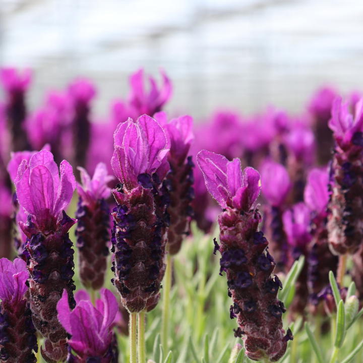 Purple Lavandula stoechas Anouk® flowers in 12 cm pots, set of 6 by Everspring
