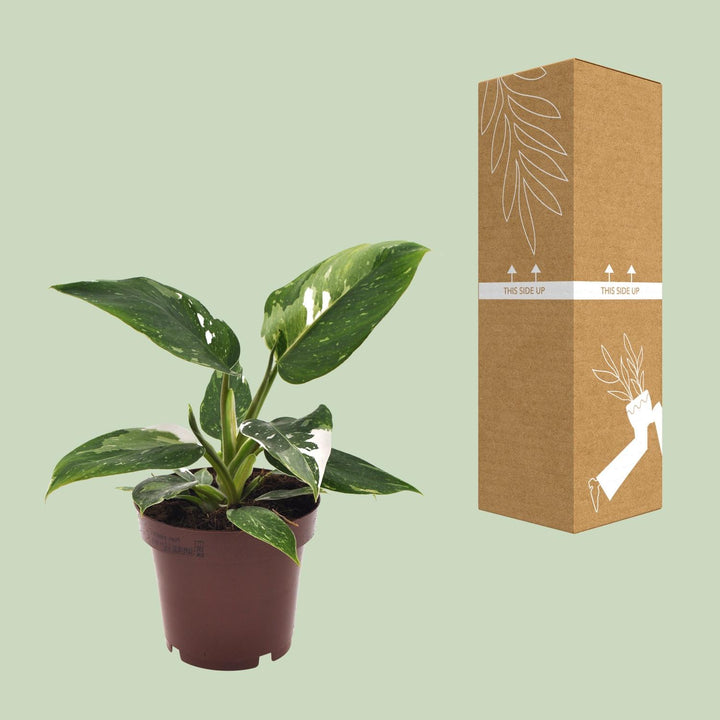 Philodendron White Princess - 12cm Pot Indoor Houseplant 25cm