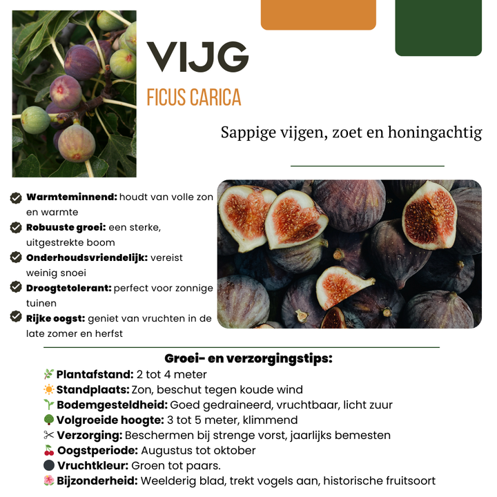 BIO fruit plants mix set with three varieties, including fig, from Everspring, featuring green leaves and ripe fruits.