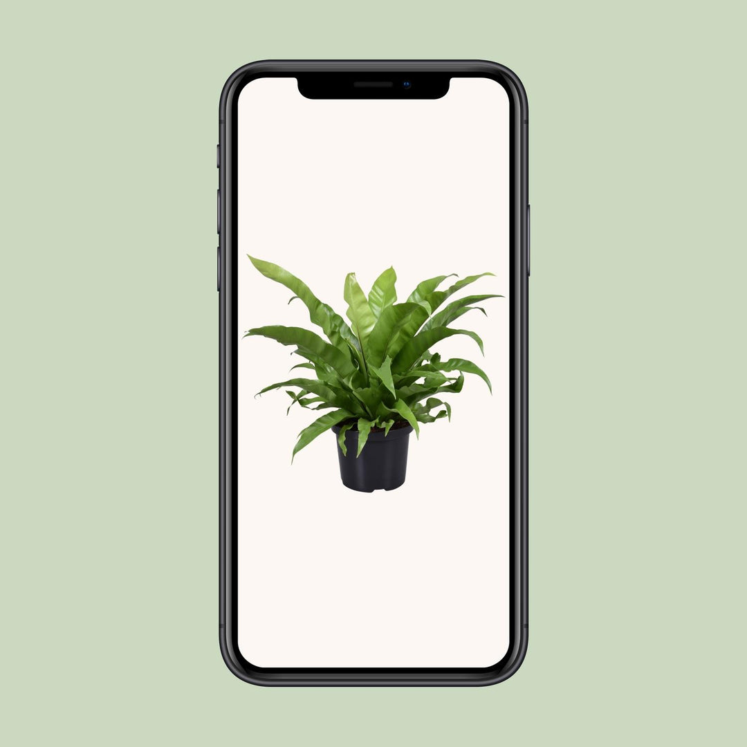Asplenium Antiquum Bird's Nest Fern - 23cm Pot - 60cm Height