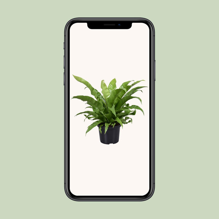 Asplenium Antiquum Bird's Nest Fern - 23cm Pot - 60cm Height