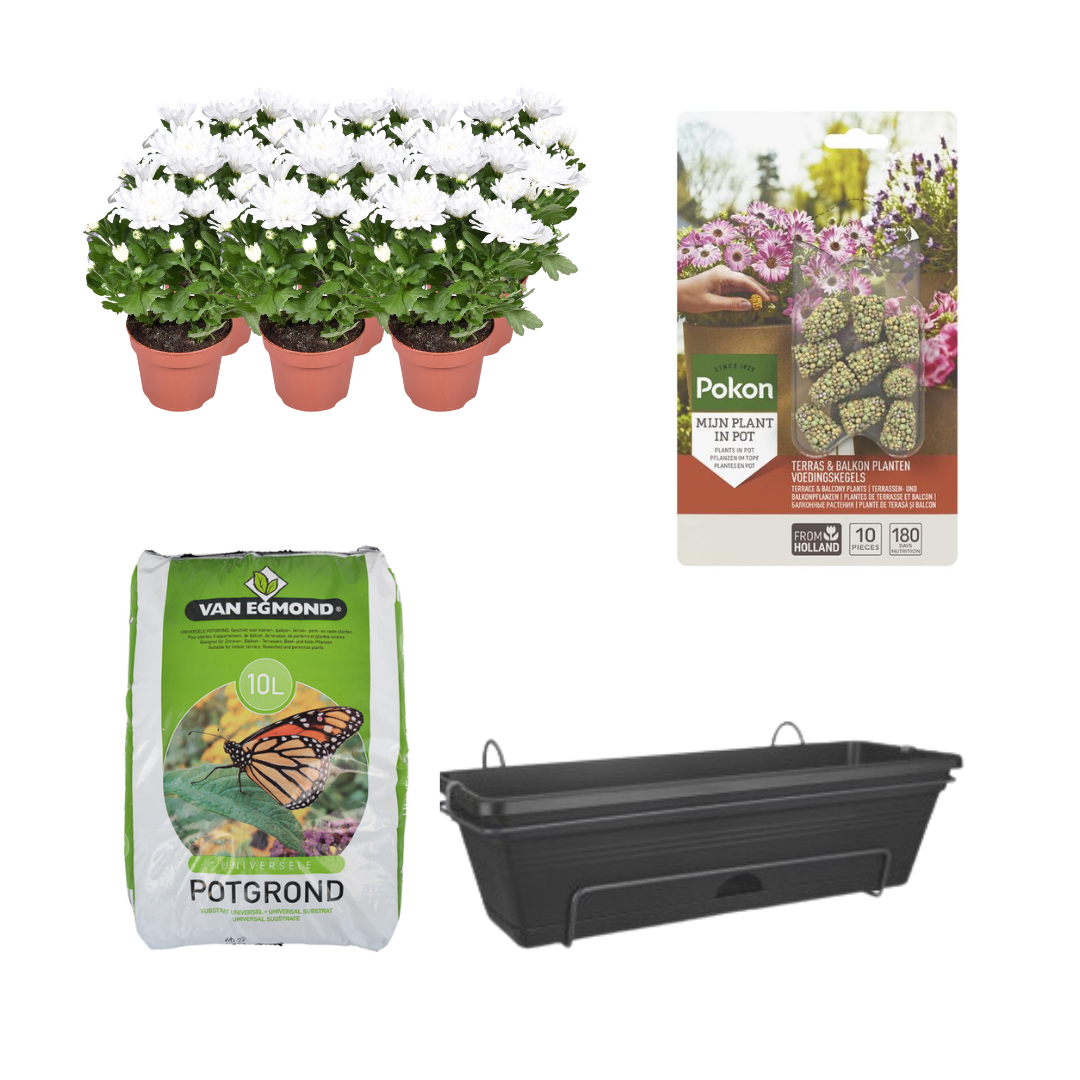 DIY Balcony Planter Kit - White Chrysanthemum Autumn Garden Set