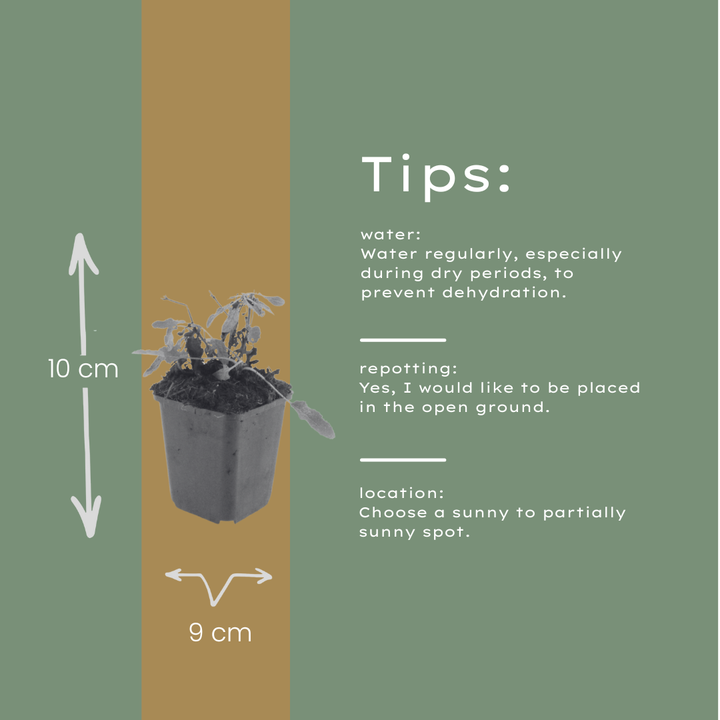 6x Salvia n. 'Schneehugel' - ↕10-25cm - Ø9cm