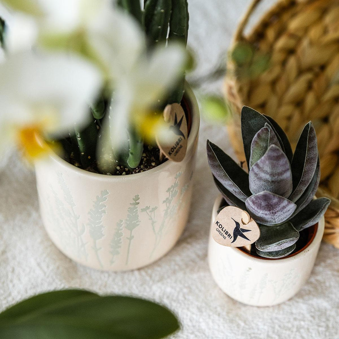 Yellow Phalaenopsis orchid and green succulent in decorative pots by Everspring on a textured surface.