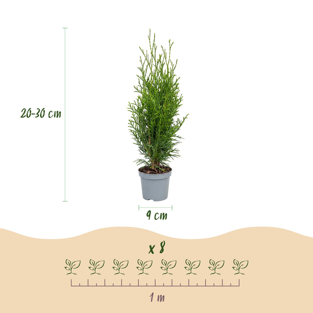 40 Thuja occidentalis 'Smaragd' hedging plants in 9cm pots, 20-30cm tall - view 4
