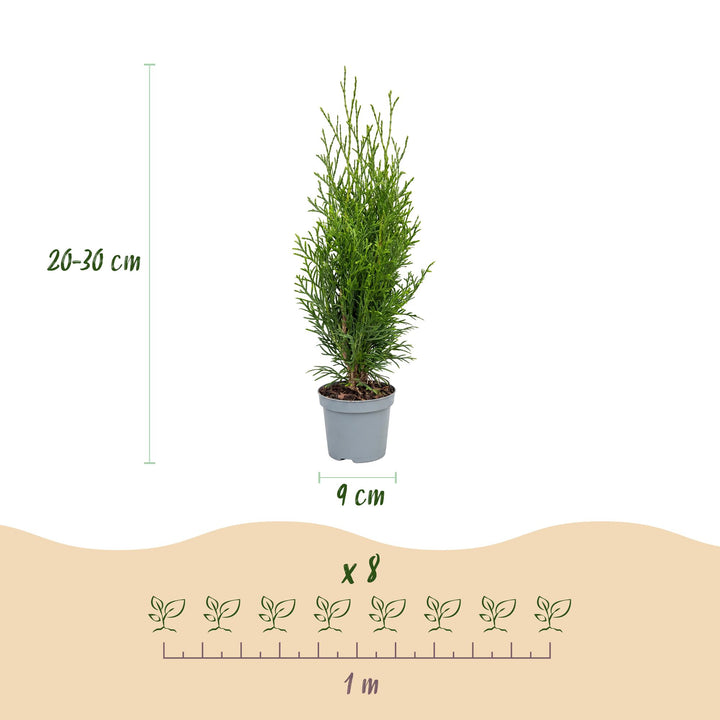 40 Thuja occidentalis 'Smaragd' hedging plants in 9cm pots, 20-30cm tall - view 4