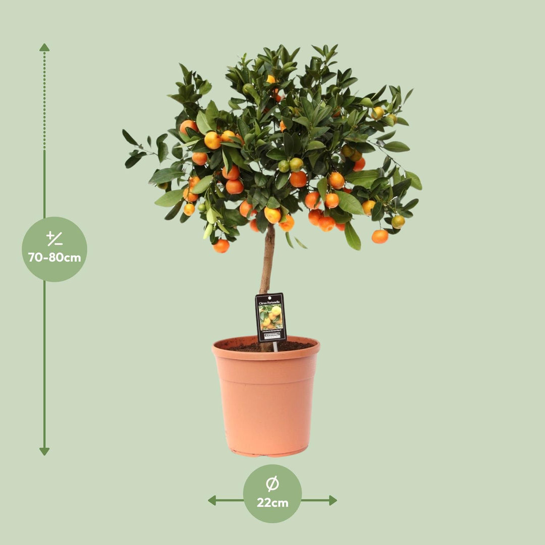 Calamondin Citrus Tree 80cm - Potted Fruit Plant for Indoor Outdoor