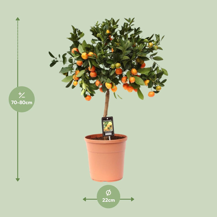 Calamondin Citrus Tree 80cm - Potted Fruit Plant for Indoor Outdoor