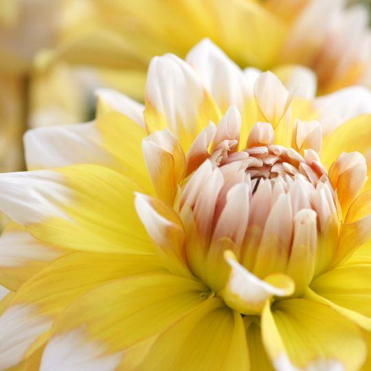 Flowerbulbs Amsterdam - 12 dahlia seattle tubers for 2 m², large flowered appearance