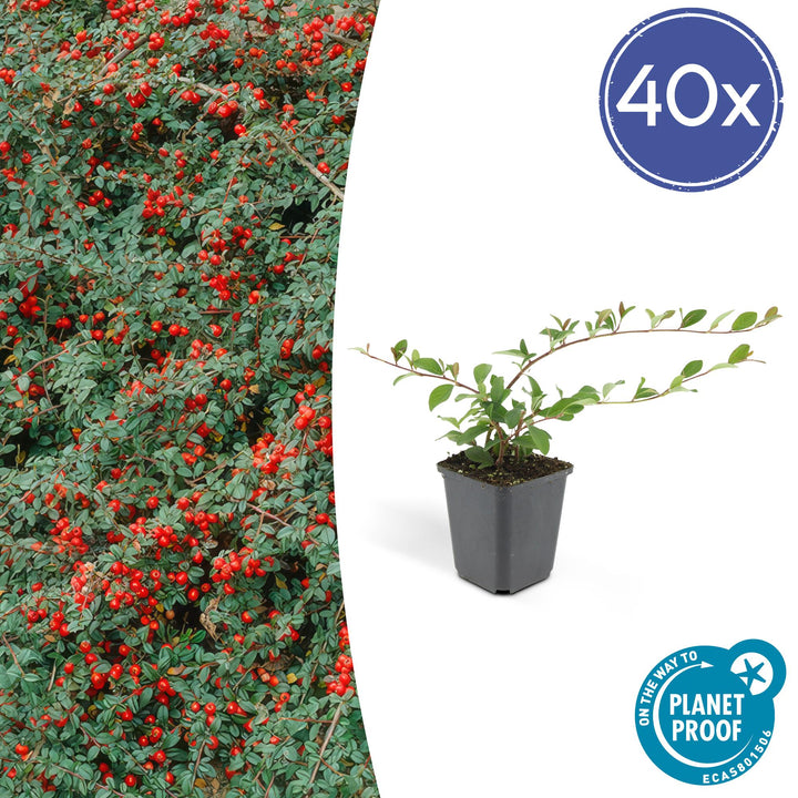 40x Cotoneaster dammeri 'Major' Hardy Ground Cover - 25cm - Ø9cm