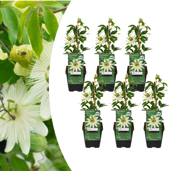 6x Passiflora caerulea ‘Constance Elliott’ – P9 Pot – Elegant White Passion Flower