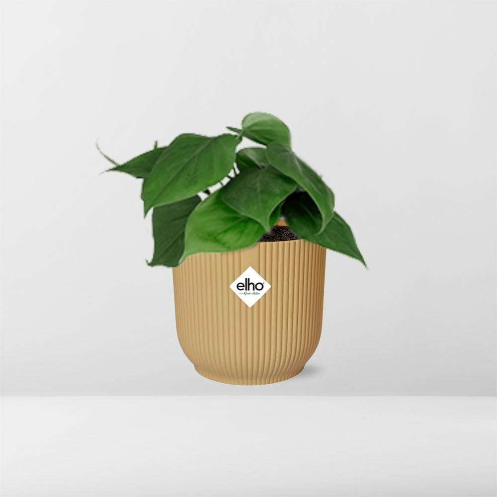 Philodendron Scandens - Easy Care Houseplant with Air Purifying Benefits