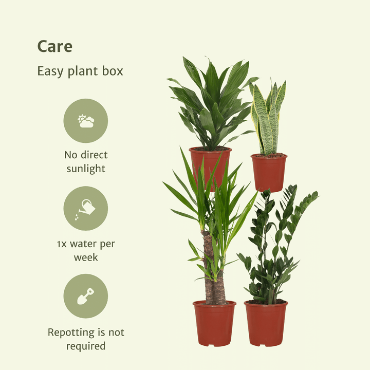 Low Maintenance Houseplant Set - 4 Easy Care Indoor Plants
