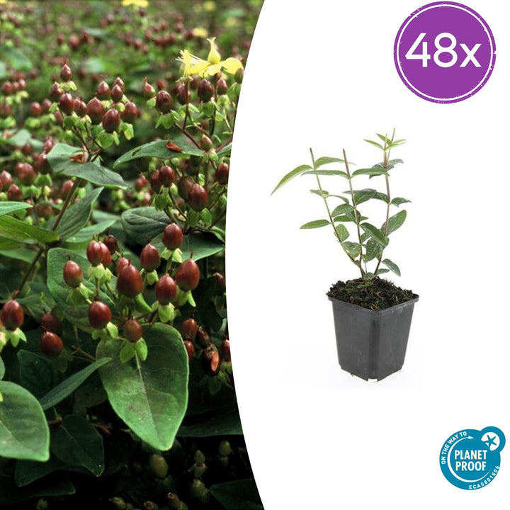 48x Hypericum inodorum plants in black pots, height 10-25cm, ideal for gardens or landscaping, by Everspring.