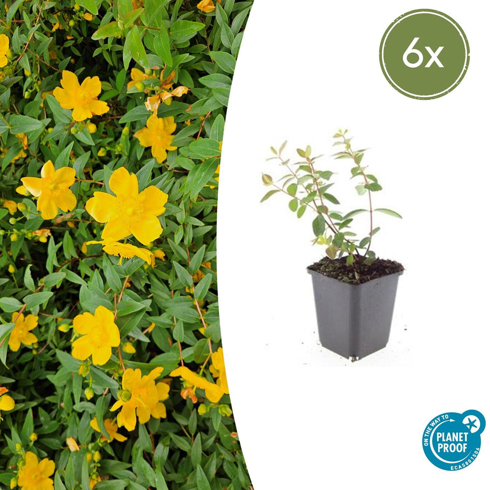 Healthy foliage and strong roots close-up of 6x Hypericum dummeri 'Peter Dummer' - ↕10-25cm - Ø9cm