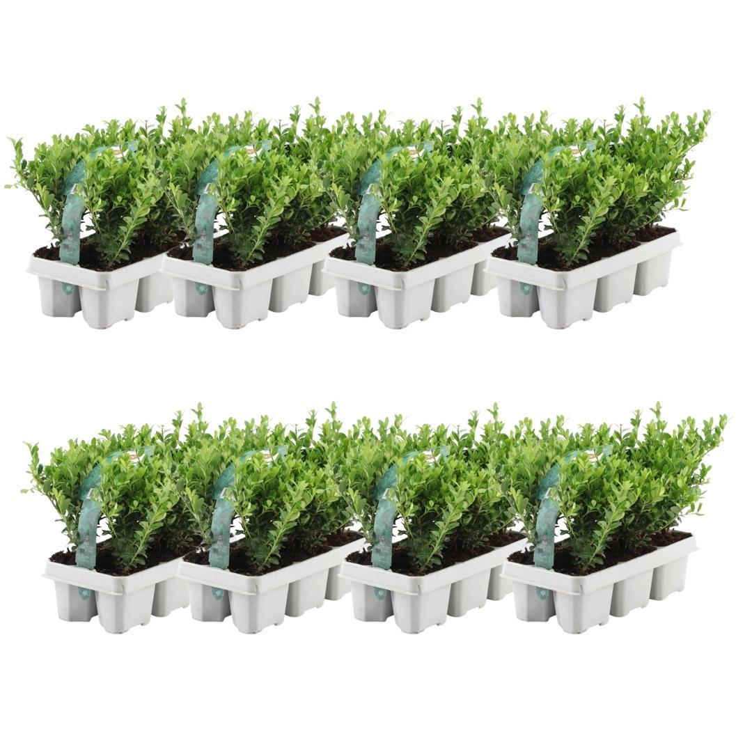 Ilex crenata 'Jenny' Japanese Holly 48-Pack - 7cm Pot - 15cm Height