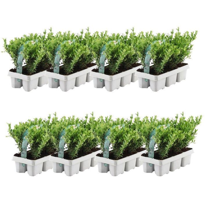 Ilex crenata 'Jenny' Japanese Holly 48-Pack - 7cm Pot - 15cm Height