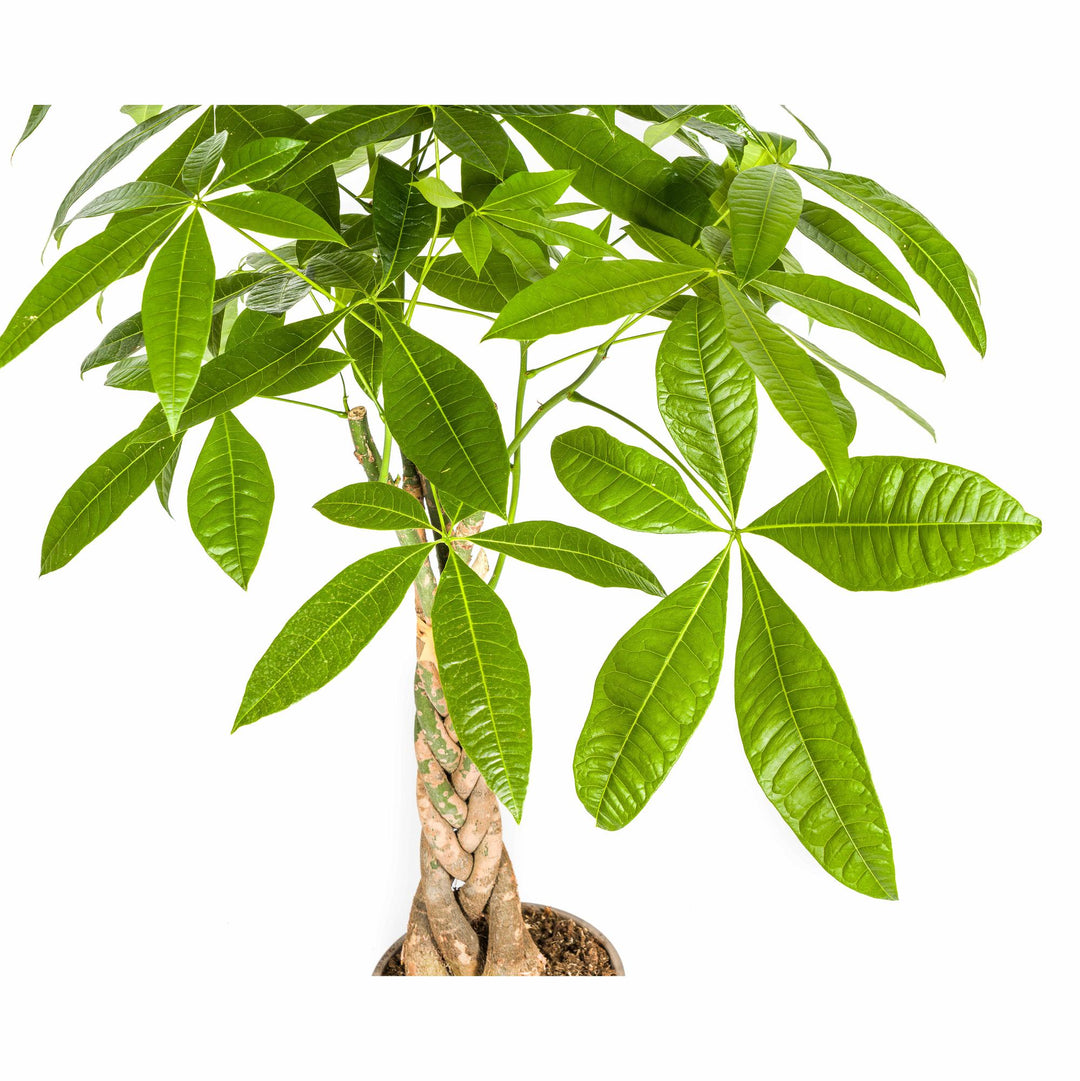 Pachira Aquatica 90-110cm — Money Tree in 21cm pot, with basket
